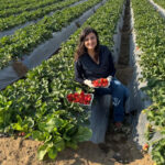 The final price of Spanish or Greek strawberries is now higher than the cost of Egyptian ones